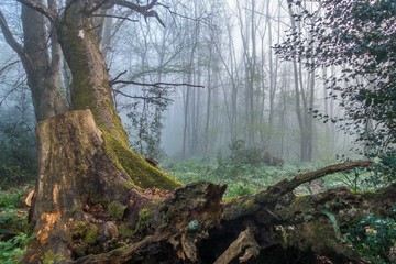 misty woods