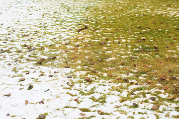 first snow on green grass and fallen leaves in autumn