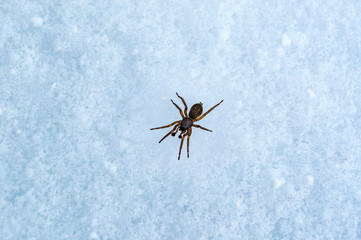 Spider in winter, frozen until spring