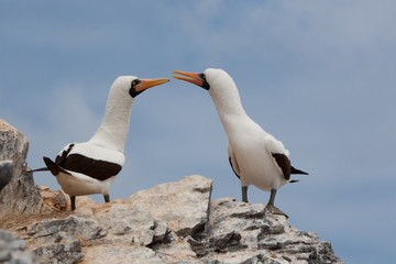 Black-Footed Booby Bird on Espanola Island, Galapagos Islands