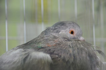 pigeon