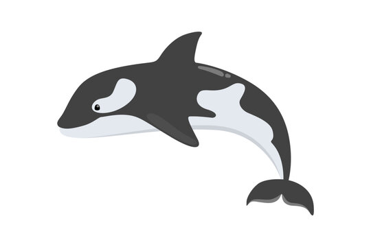 Whale killer of black and white color