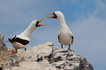 Black-Footed Booby Bird on Espanola Island, Galapagos Islands