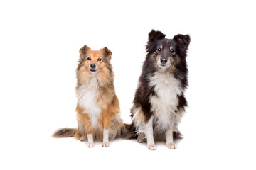two Shetland Sheepdogs