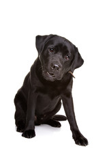 black labrador dog