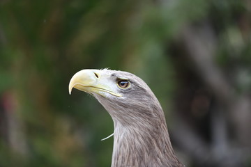 portrait of an eagle