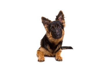 German shepherd