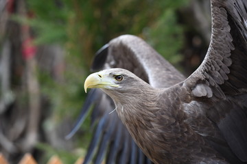 portrait of an eagle