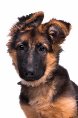 German shepherd