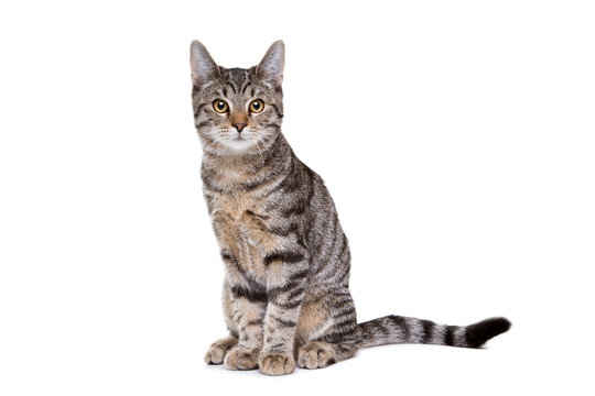 Fototapeta European short haired cat