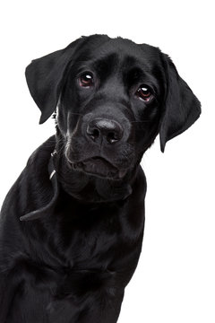 black labrador dog