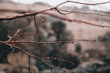 Fototapeta na wymiar branch of a tree in winter