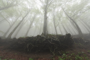 Obraz premium fog in the forest