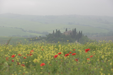 field of poppies