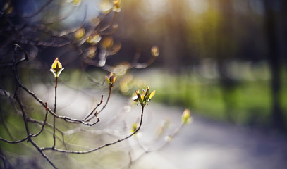 Background with green escapes on lilac bush branches