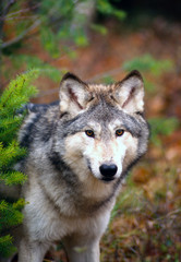 Naklejka na ściany i meble Close-up Face Shot of Gray Wolf (canis lupus) in Woods