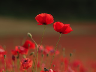 red poppies in a field
