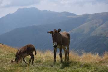 donkey in the mountains