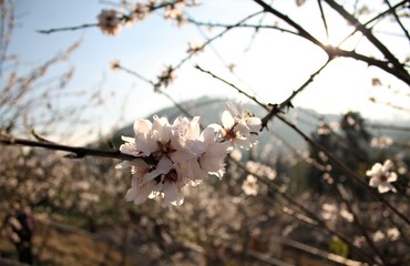 CEREZO FLORECIDO