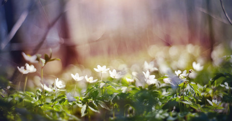 BacBackground with spring primroses - flowers of an anemony © Azaliya (Elya Vatel)