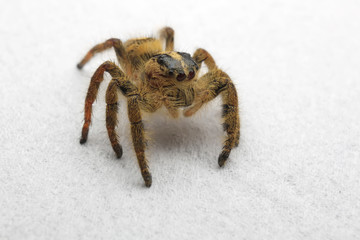 Hyllus semicurupus female