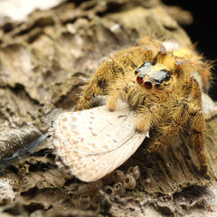 Hyllus semicurupus female eat