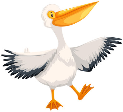 Pelican character on white background