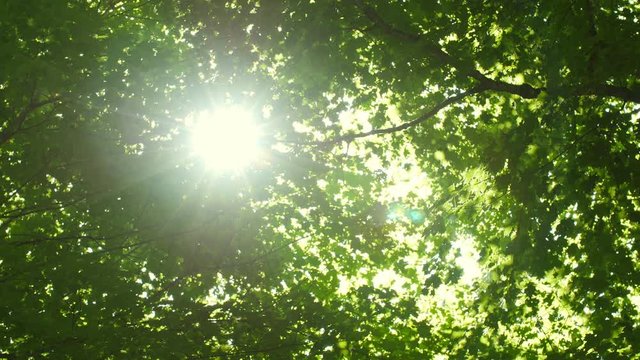 Leaves of summer forest with sun. Looking up. Green deciduous, maple trees. Ontario, Canada.