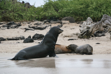Fototapeta premium Seal on the coastline of the Galapagos Islands