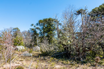 Nahuelbuta National Park, South of Chile.