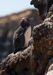 Galapagos Penguin on the rocks of Isabella Island, Galapagos Islands