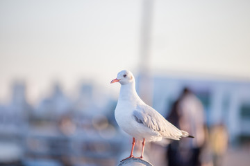 The background of the seagull, the bellows of the birds flying fast and blurred by flight, is the...