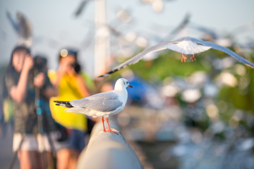 The background of the seagull, the bellows of the birds flying fast and blurred by flight, is the...