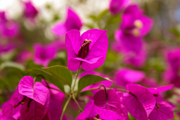 Fototapeta premium flores