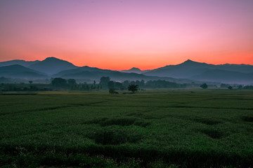 Fototapeta premium The background of Lanscape (fields, mountains, fog, trees) with intimate view. And fresh in the sight of the journey, light wallpaper of the sun in the morning.