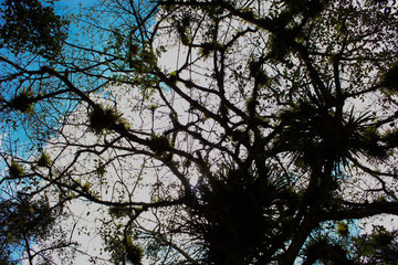 orquídeas