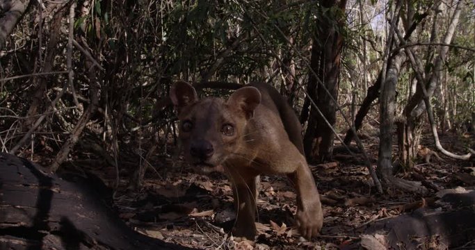 Curious fossa in wild, slow motion close up