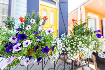 Closeup of colorful purple and blue calibrachoa petunia flowers basket hanging on fence by building house entrance, nobody on sidewalk in New Orleans, USA