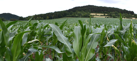 maisfeld unreif mit berg im hinergrund