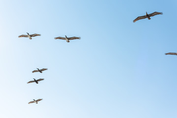 Blue sky skyscape during day in Florida panhandle gulf of mexico looking up low angle with many flock of bird pelican flying