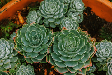 succulents