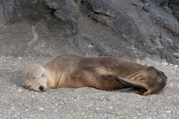 Obraz premium Seal on the coastline of Fernandina Island, Galapagos Islands