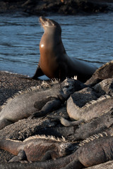 Naklejka premium Seal on the coastline of Fernandina Island, Galapagos Islands