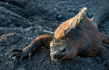 Marine Iguana sunning on the rocks on the island of Fernandina, Galapagos Islands