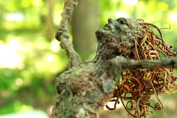 Fantasy tree woman, hamadryad, with spring forest background