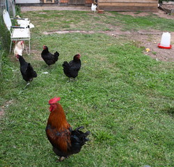hühner mit hahn im garten