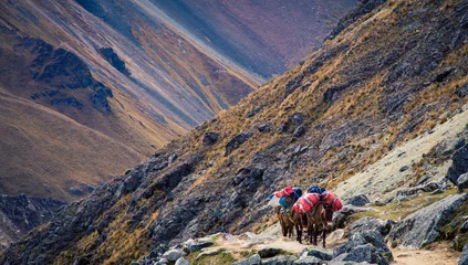Poster paarden inpakken in Peru © rusty elliott