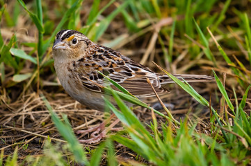 Grasshopper sparrow