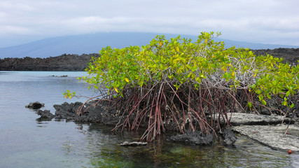 Green plants on the Coastline of Fernandina Island, Galapagos Islands