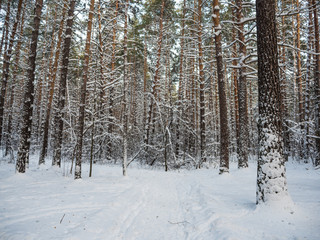 Winter forest after heavy snowfall, Novosibirsk, Russia